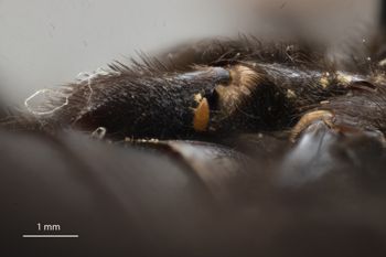 Media type: image;   Entomology 815964 Aspect: Leg hind